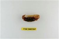 藏品(弧邊管招潮蟹)的圖片